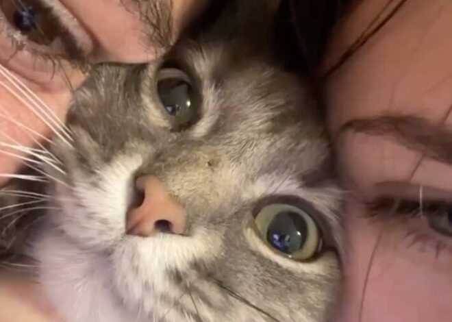 magnetic energy visual: 🖤 🥀 Ethereal Vows and Midnight Reverie 843