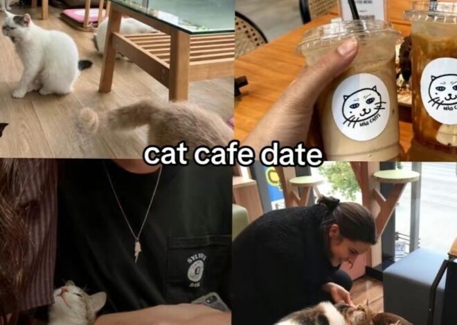 modern romance inspiration: 🤎 💕 Whisker-Warmed Moments: A Purrfectly Quiet Cafe  585
