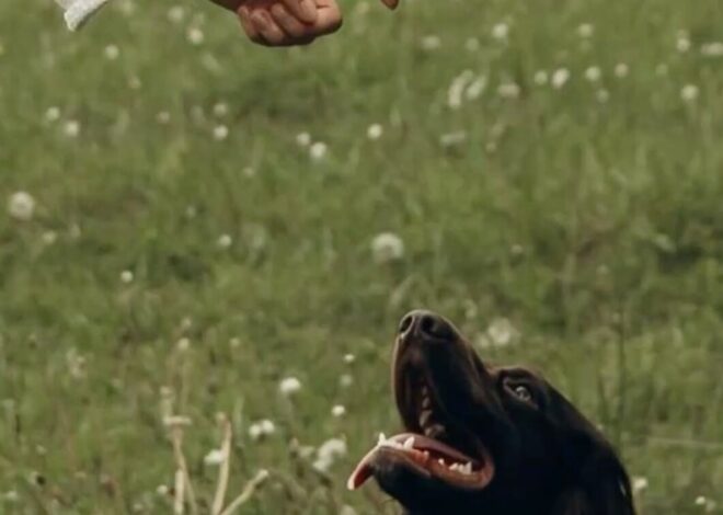 Pets em Casamentos: Encontros Adoráveis Entre Amor, Compromisso e Apego Puro — d 404
