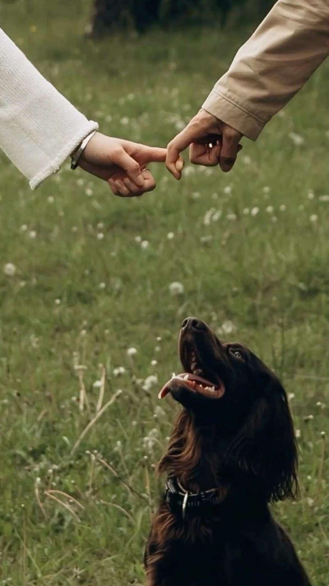 Pets em Casamentos: Encontros Adoráveis Entre Amor, Compromisso e Apego Puro — d 404