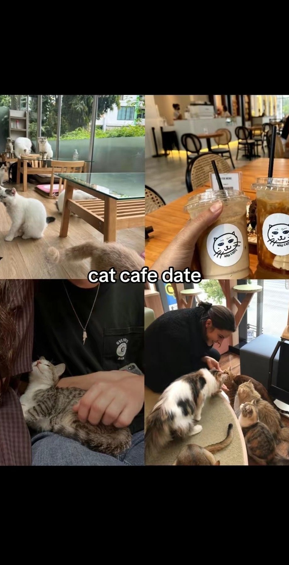 Whiskers & Whispers: A Feline-Fueled Romantic Encounter • 🥂 🎻 456