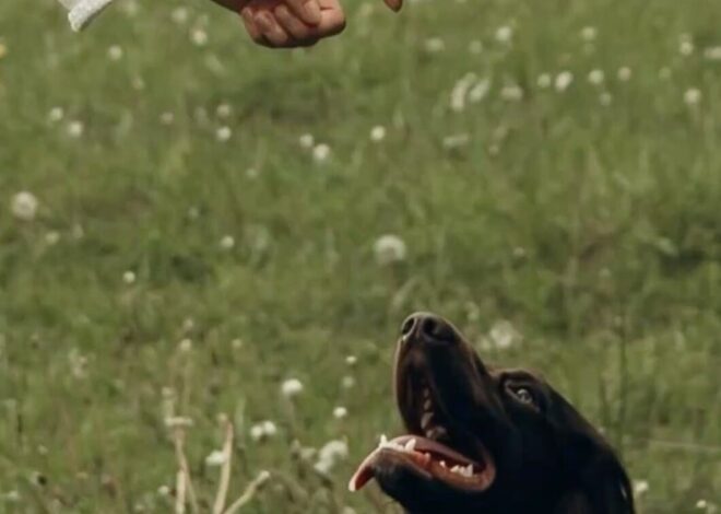 magnetic energy visual: 🗝️ 💫 Fate’s Paws: Pets in Weddings, Love, and Destiny Un 903