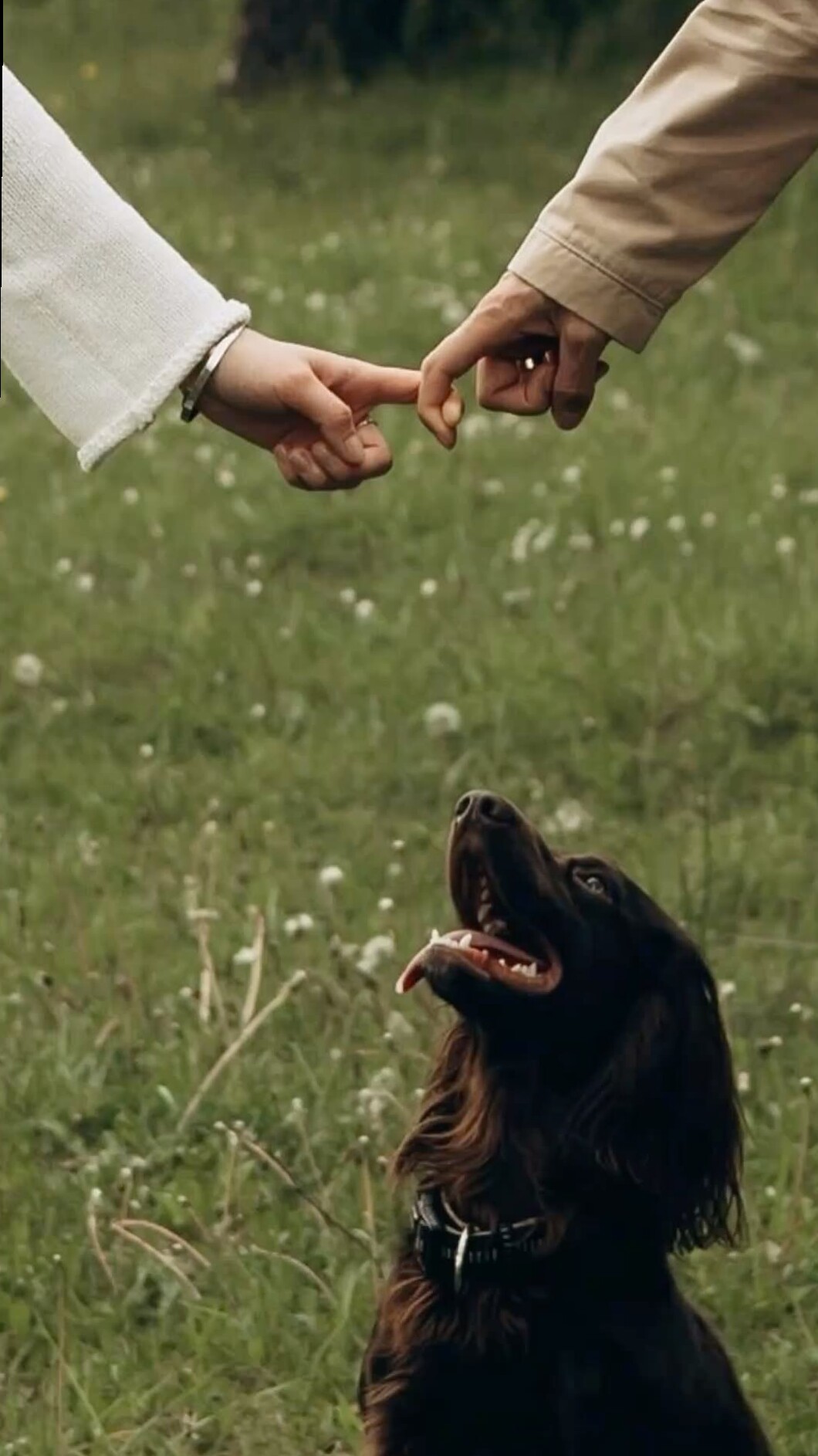 magnetic energy visual: 🗝️ 💫 Fate’s Paws: Pets in Weddings, Love, and Destiny Un 903