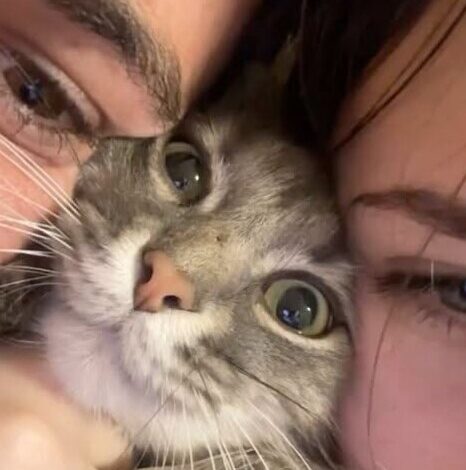Whisker-Touched Soulmates and Serene Whispers of Fate — 🥀 👁️ 112